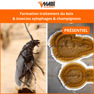 Formation traitement insectes xylophages & champignons présentiel