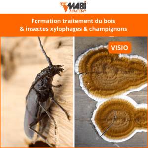 Formation traitement insectes xylophages & champignons visio