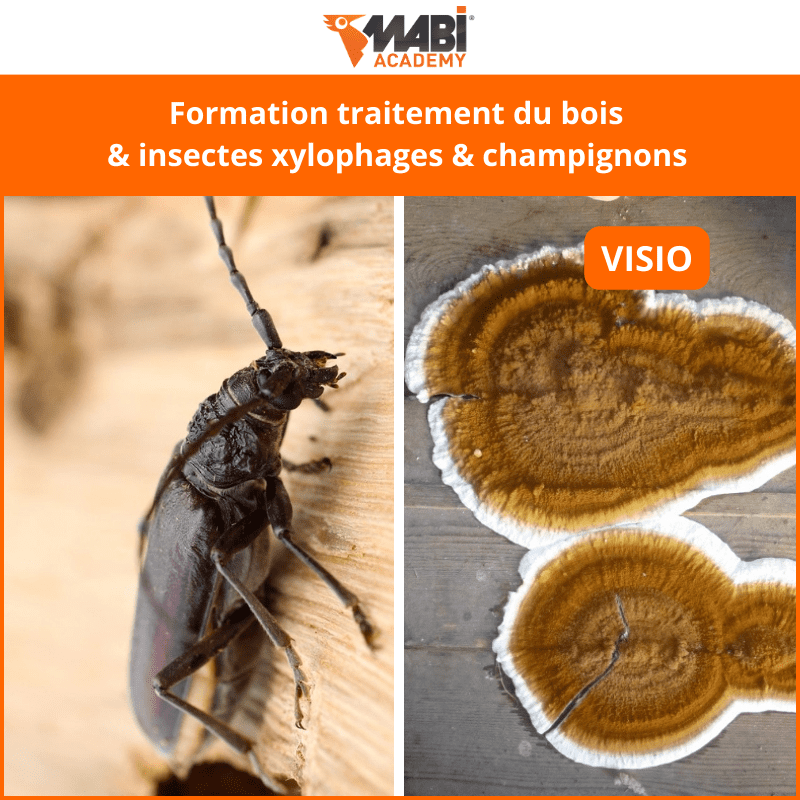 Formation traitement insectes xylophages & champignons visio