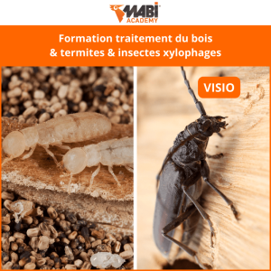 Formation traitement termite & insectes xylophages visio 