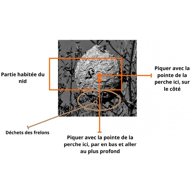 Prix Perche Télescopique 20 Mètres Frelon Asiatique